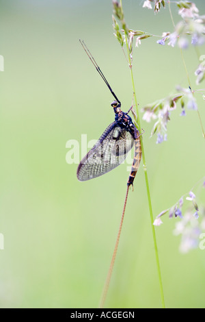 Ephemera vulgata. Éphémère sur une tige d'herbe dans une prairie de la campagne anglaise. Oxfordshire, Angleterre Banque D'Images