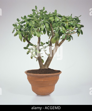 Arbre d'argent ou d'argent Crassula ovata plante dans un grand pot Banque D'Images