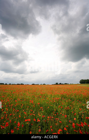 Papaver rhoeas. Coquelicots dans la campagne anglaise Banque D'Images