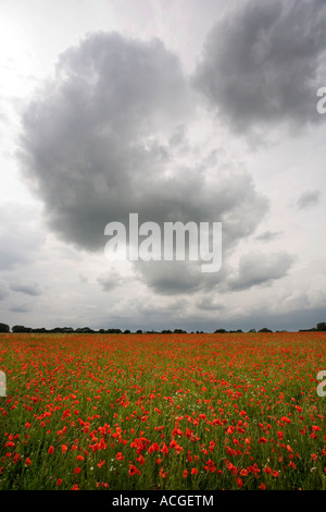 Papaver rhoeas. Coquelicots dans la campagne anglaise Banque D'Images