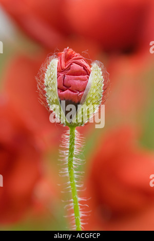 Papaver rhoeas. Domaine coquelicot débourrement jusqu'à chez les fleurs ouvertes. UK Banque D'Images