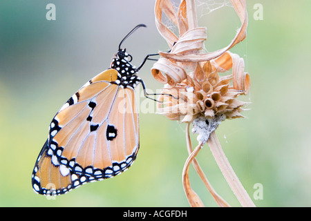 Danaus chrysippe. Plain tiger butterfly reposant sur une tige d'herbe séchée dans la campagne indienne Banque D'Images