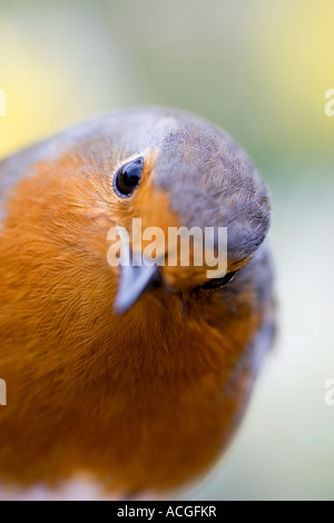 Robin redbreast close up dans un jardin anglais Banque D'Images