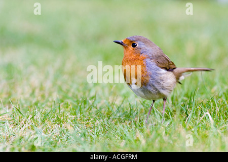 Robin redbreast sur une pelouse dans un jardin anglais Banque D'Images