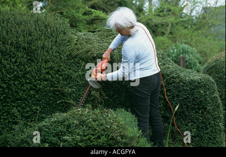 Découpage d'un jardinier femme mature Lonicera nitida haie avec un taille-haie électrique Banque D'Images