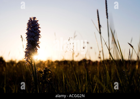 Dactylorhiza fuchsii. Silhouette d'une orchidée tachetée commun dans une prairie au coucher du soleil Banque D'Images