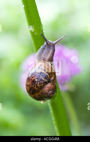 Cornu aspersum. Escargot ramper jusqu'à la tige d'une fleur d'un jardin anglais Banque D'Images