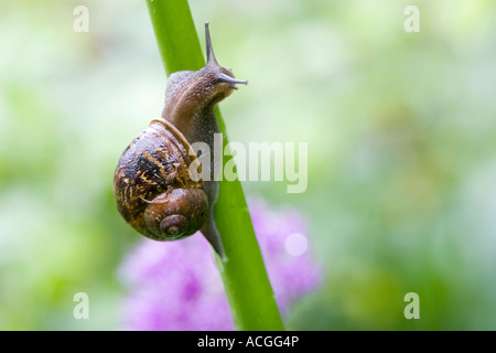 Cornu aspersum. Escargot ramper jusqu'à la tige d'une fleur d'un jardin anglais Banque D'Images