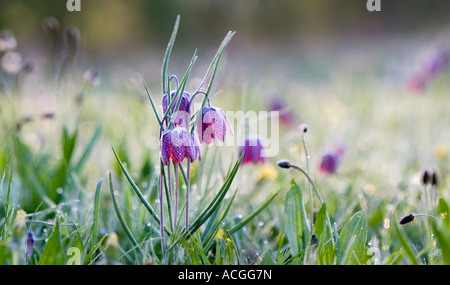 Fritillaria meleagris. Tête de serpents fritillary fleurs sauvages dans la campagne anglaise. Au nord, l'Angleterre de Cricklade, Meadow Banque D'Images