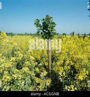 Kale floraison récolte jeu plantés dans les jeunes plantations d'arbres Banque D'Images