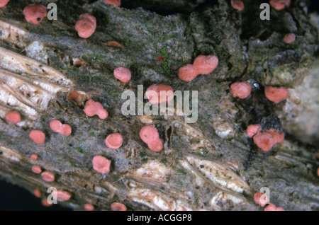 Nectria cinnabarina Spot corail des organes de fructification sur le bois mort de tree mallow Lavatera spp Banque D'Images