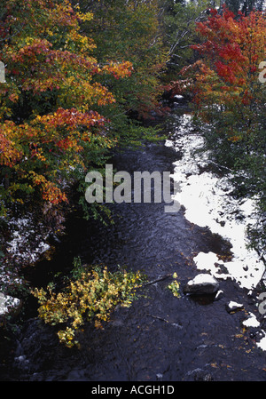 Vue supérieure de l'arbre en automne et une rivière qui coule Banque D'Images