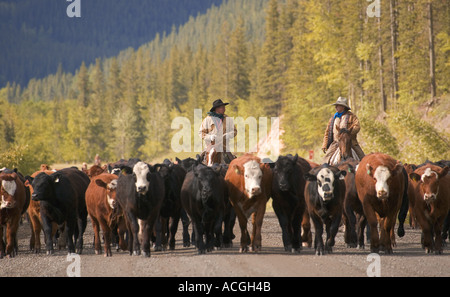 Transport de bétail, le sud de l'Alberta, Canada Banque D'Images