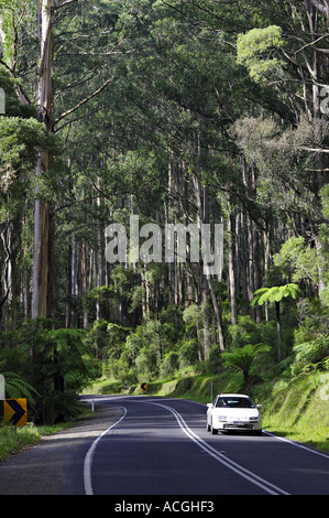 Route à travers de Dandenong près de Melbourne, Victoria Australie Banque D'Images