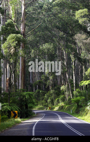 Route à travers de Dandenong près de Melbourne, Victoria Australie Banque D'Images