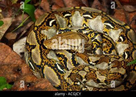 Python reticulatus Python réticulé dans l'habitat de la rivière Sukau Sabah Malaisie Bornéo Banque D'Images