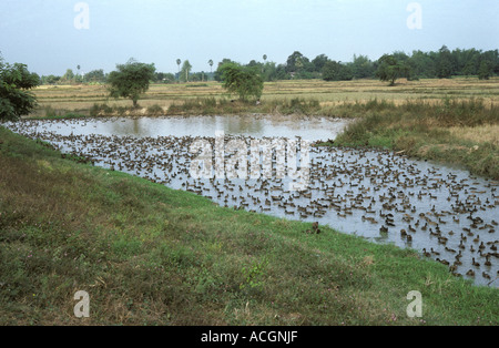 Élevage de canards et de l'étang près de Chiang Mai en Thaïlande Banque D'Images