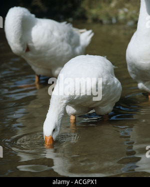 Oie adultes sur une ferme d'un cours d'eau potable Banque D'Images