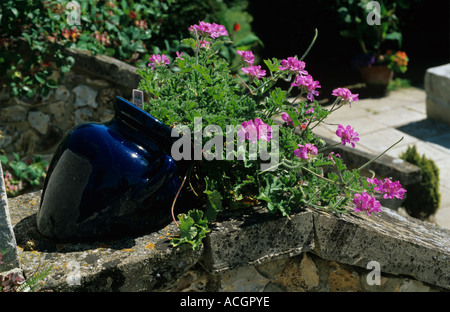 Pelargonium Capitatum Rose Pac la floraison dans un pot contenant émaillés bleu Banque D'Images