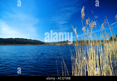 Hatchmere Lake, Cheshire, Angleterre Banque D'Images