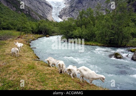 Les chèvres de la rivière potable venant du Glacier Briksdal Banque D'Images