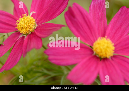 Cosmos bipinnatus 'Sensation rose' fleurs close up Banque D'Images