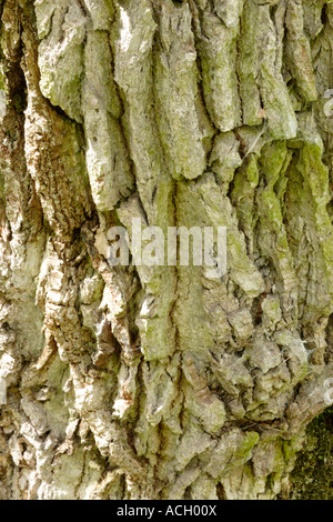 L'écorce de chêne pédonculé (Quercus robur) Banque D'Images