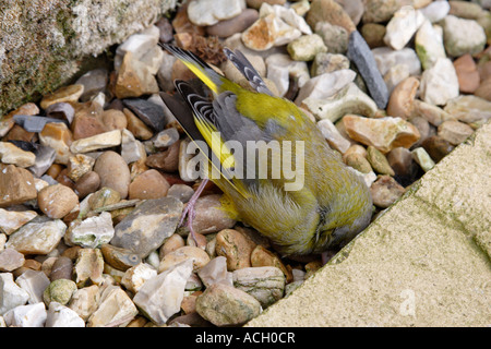 Verdier (Carduelis choris morts), England, UK Banque D'Images