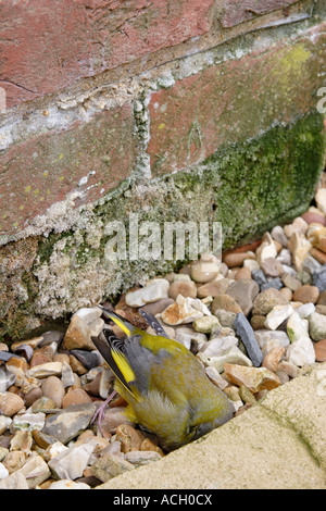 Verdier (Carduelis choris morts), England, UK Banque D'Images