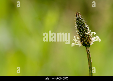 Plantain lancéole Plantago lanceolata flower close up England UK Banque D'Images