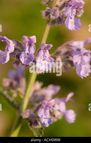 Cataire (nepeta faassenii) en fleur, England, UK Banque D'Images