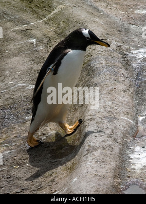 Gentoo pingouin à monter une banque, au Zoo d'Édimbourg, en Écosse, Royaume-Uni. Banque D'Images