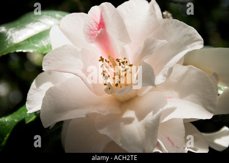 Camellia rose hybride avec blanc nuancé de rose fleur simple Banque D'Images