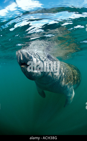 Lamantin Antillais Trichechus manatus latirostris USA Florida FL Everglades Banque D'Images