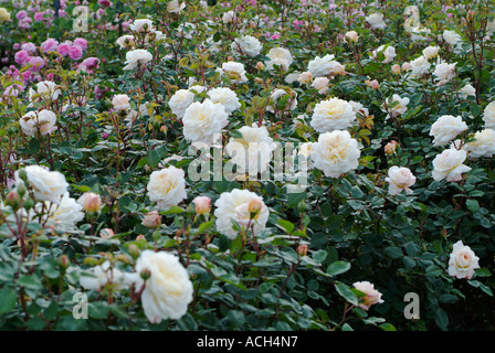 Rosa Rose AUSQUEST Crocus Banque D'Images