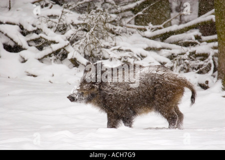 Les sangliers dans la neige,Sus scrofa Banque D'Images