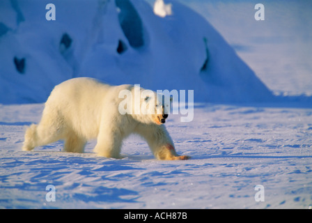 Mâle Ours polaire (Ursus maritimus) au printemps de l'Arctique Spitzberg Svalbard Banque D'Images