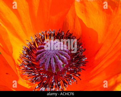 Papaver orientalis libre de pavot d'Orient close up de pétales de fleurs orange rouge Banque D'Images