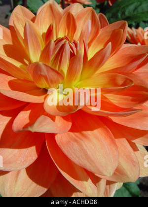 Dahlia Charlie Dimmock Banque D'Images