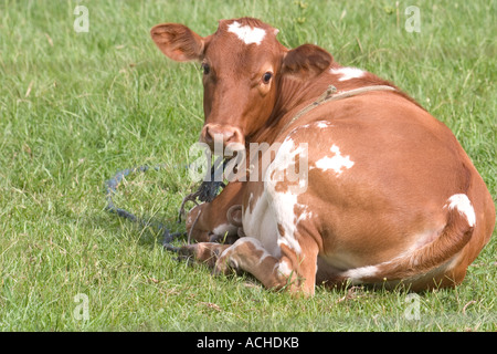 Jeune vache veau se trouve sur l'herbe d'une ferme avec une corde autour du cou du Rio Grande Do Sul Brasil Brésil Banque D'Images