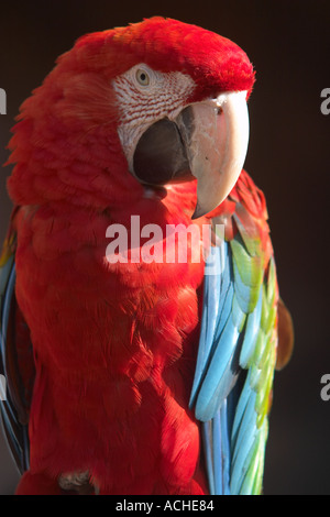 Ara rouge au Zoo de Colchester Banque D'Images