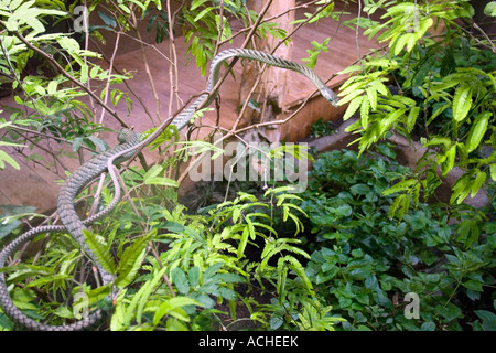 Viper dans un terrarium Banque D'Images
