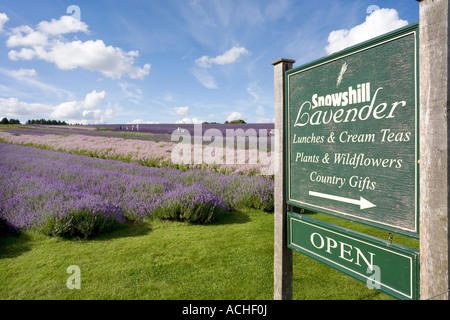 Snowshill Lavender Farm près du village de Cotswold Snowshill Gloucestershire Banque D'Images