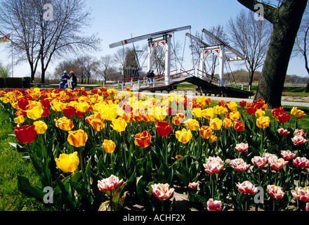 Tulipes au printemps sur Windmill Island, avec pont néerlandais et le moulin en arrière-plan, Holland, Michigan, États-Unis Banque D'Images