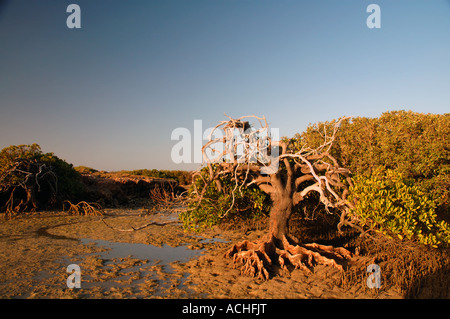 Vieux noueux ancienne mangrove jaune (Ceriops australis), Montebello, région du Pilbara, Australie occidentale Banque D'Images