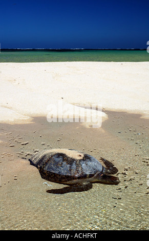 La tortue verte Chelonia mydas retourner à l'océan après la nidification sur la plage Banque D'Images