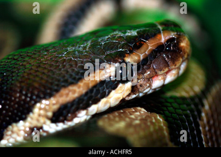 Python royal également connu sous le nom de Ball Python (Python regius) Banque D'Images