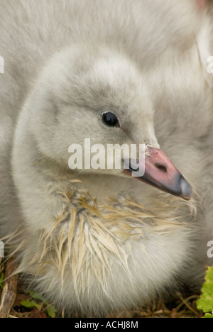 De Bewick cygne de Bewick Cygnus columbianus Cygne cygnet Banque D'Images