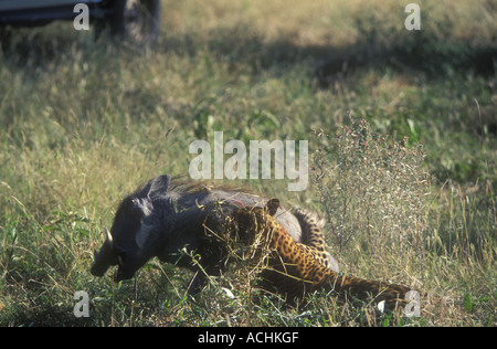 Leopard tuant phacochère Banque D'Images