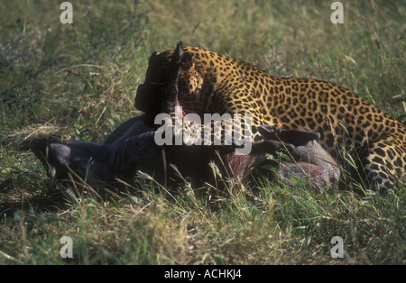 Leopard tuant phacochère Banque D'Images